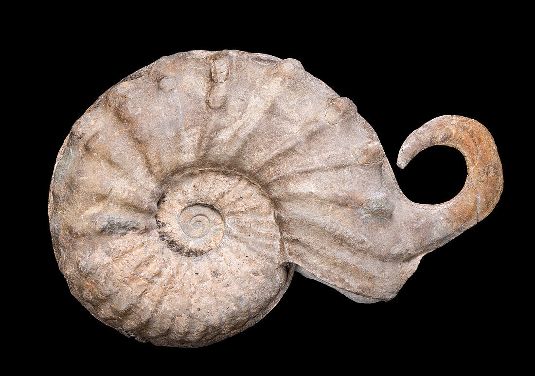 Mortoniceras rostratum ammonite fossil