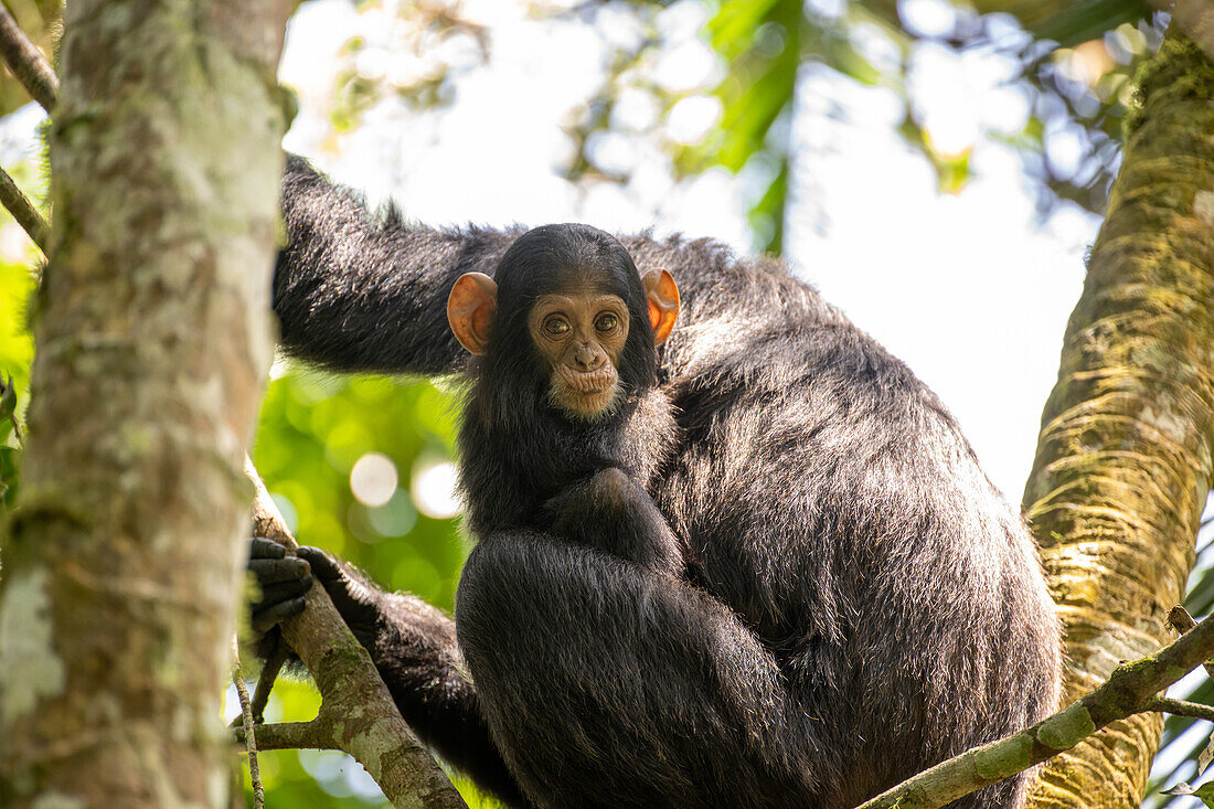 Eastern chimpanzees