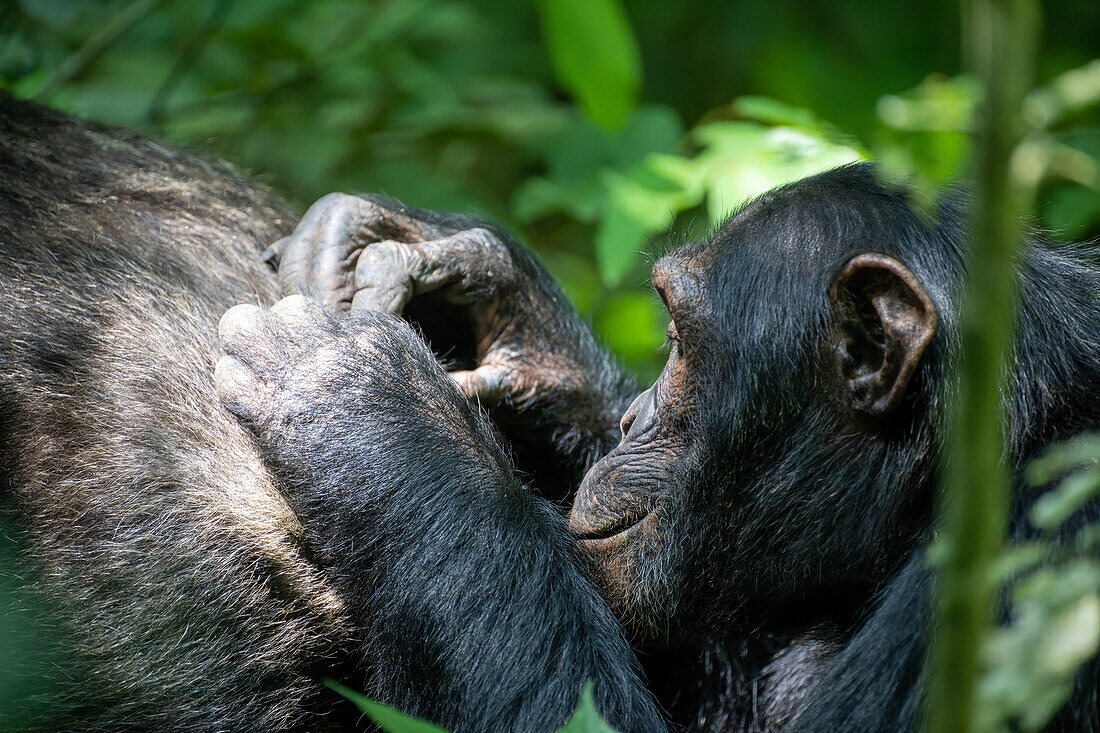 Chimpanzee grooming another chimpanzee