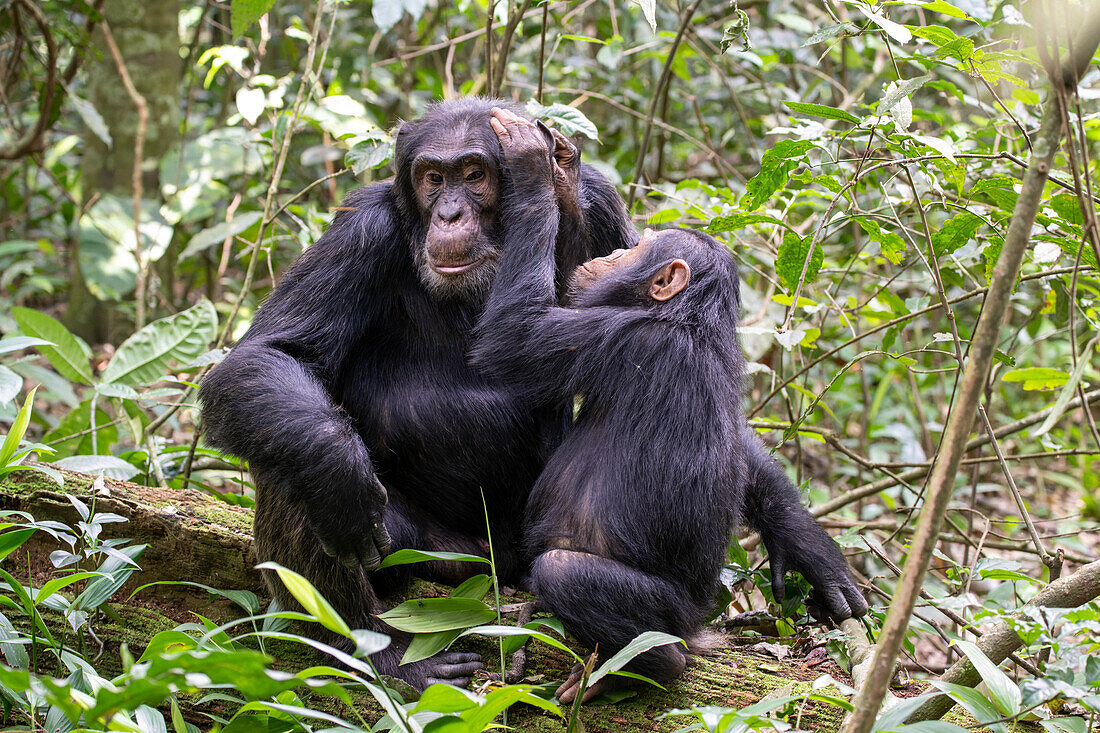 Eastern chimpanzees grooming