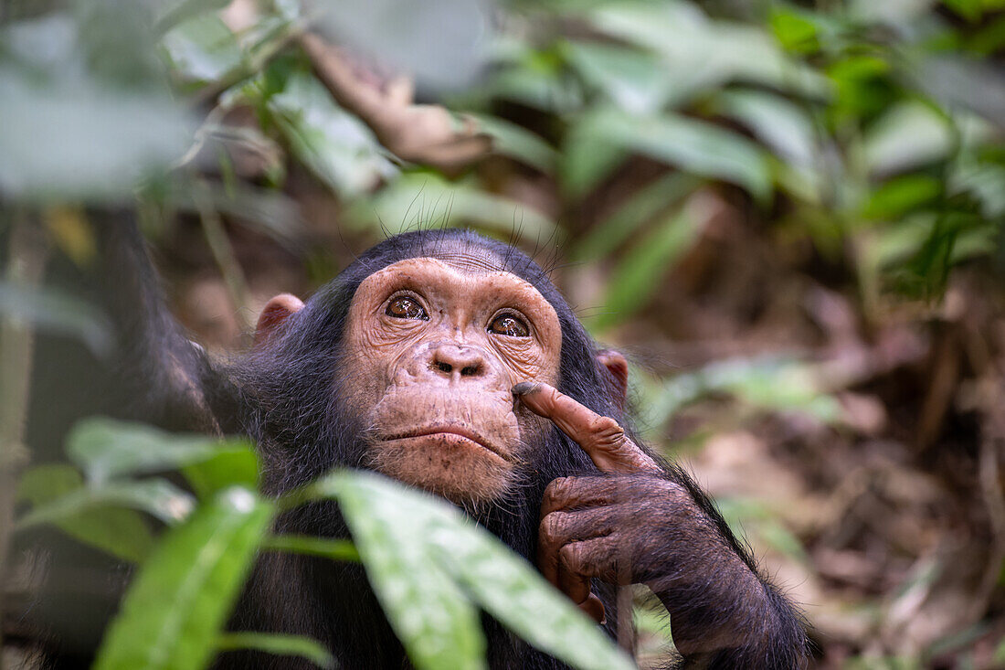 Eastern chimpanzee