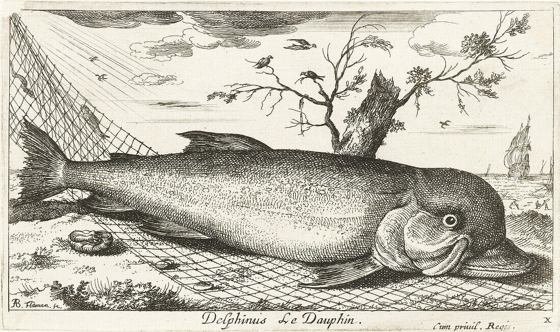 Dolphin caught in a fishing net, 17th century illustration