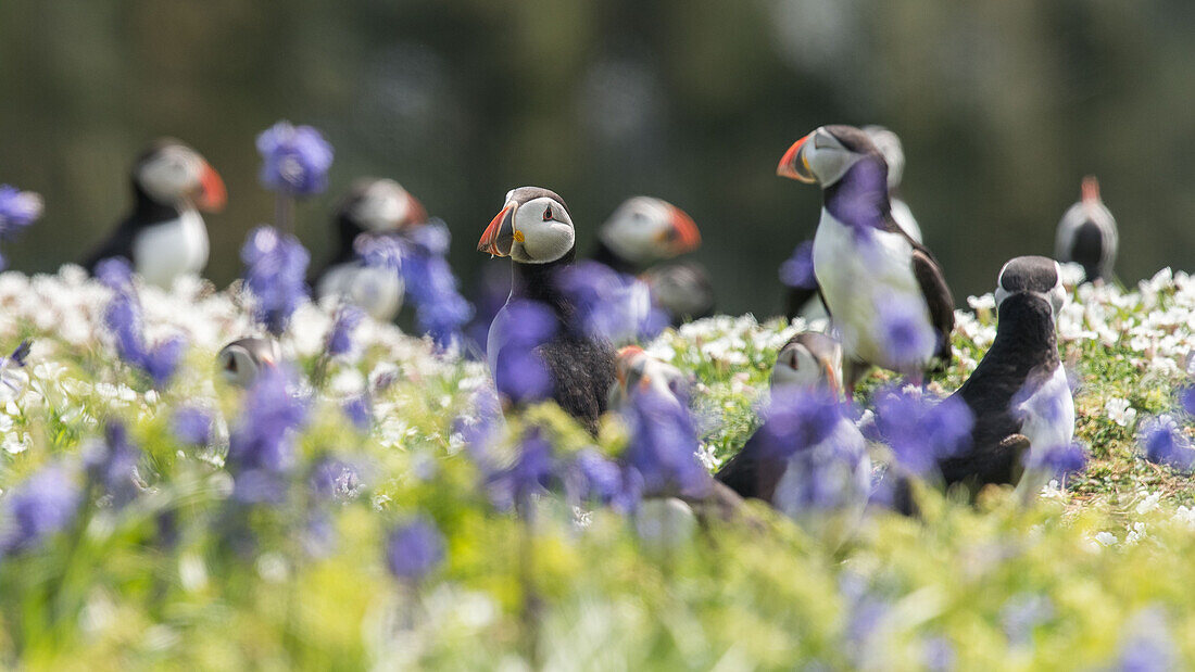 Puffins among bluebells and sea campion