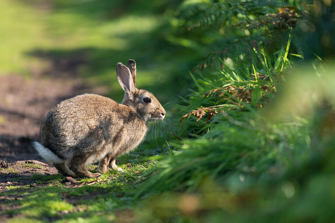 Rabbit on Skomer Island, Wales, UK