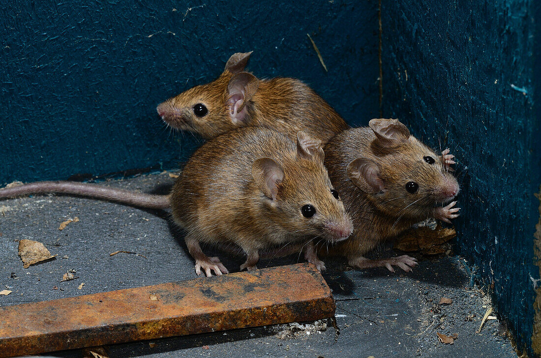 House mice