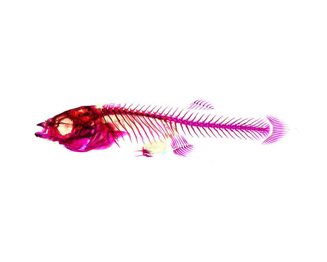 Western mosquitofish, female