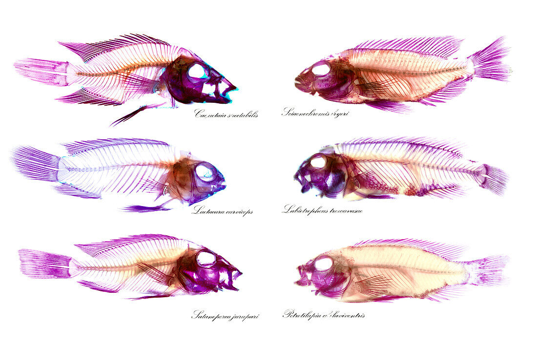 Comparative anatomy of three South American cichlids