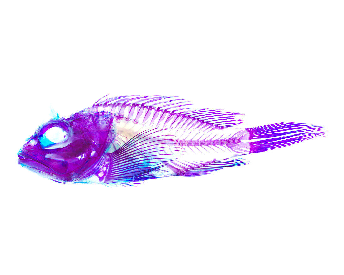 Flasher scorpionfish