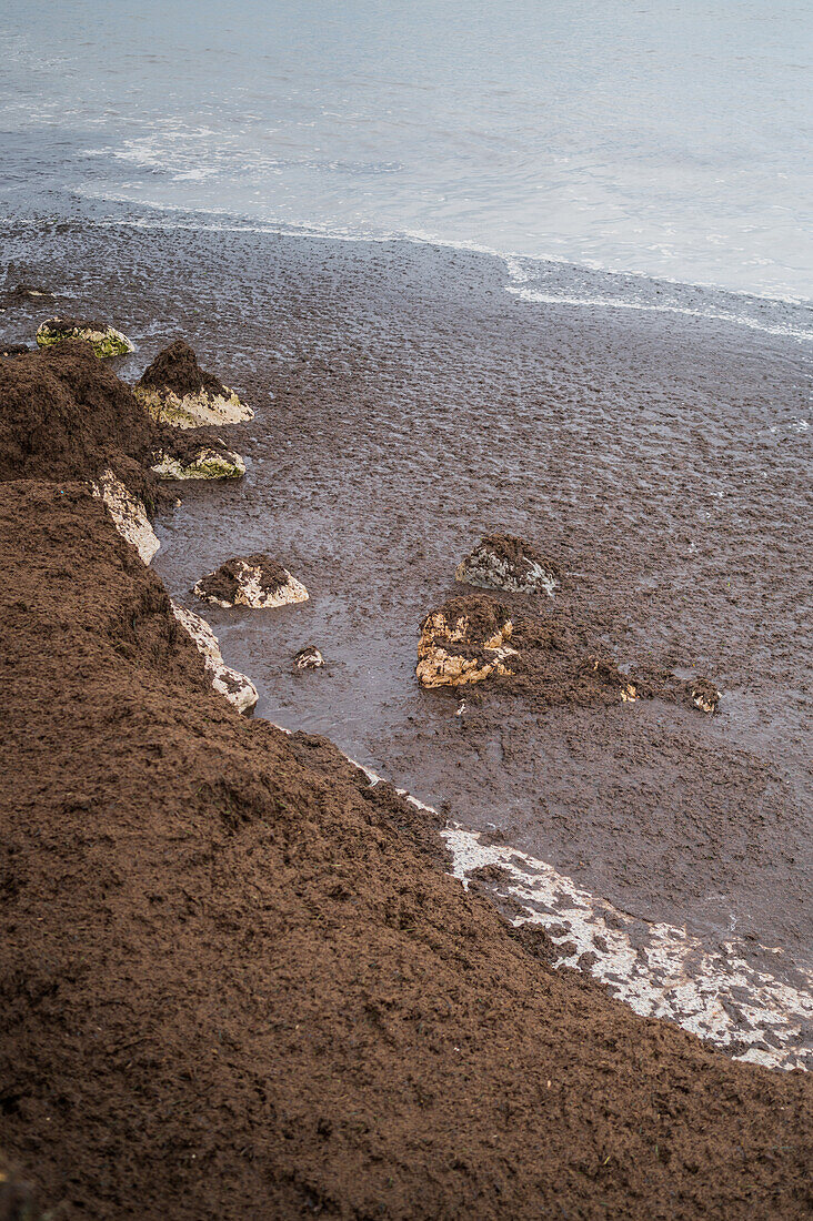 Wild invasive brown algae on the shoreline, Alicante, Spain