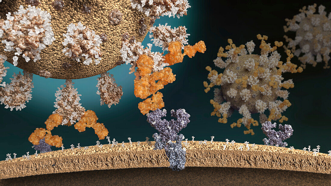 Antibody blocking binding of Sars-CoV-2 virus, illustration