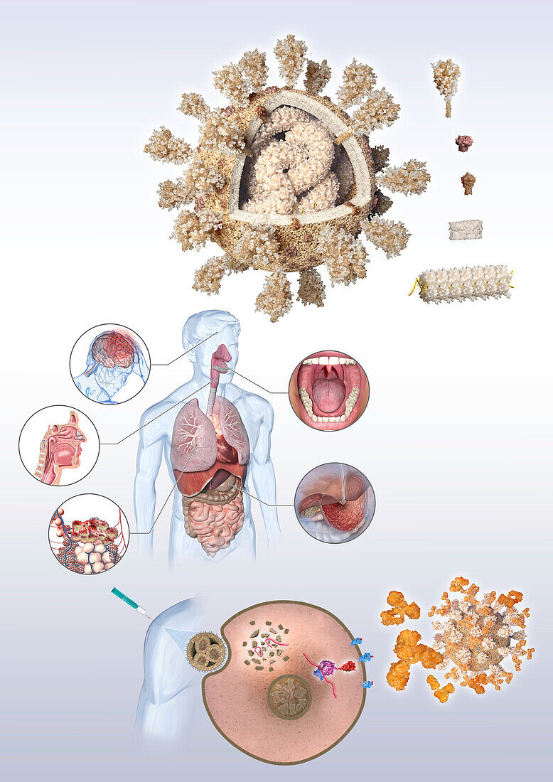 Covid-19 virus, symptoms and vaccine, illustration