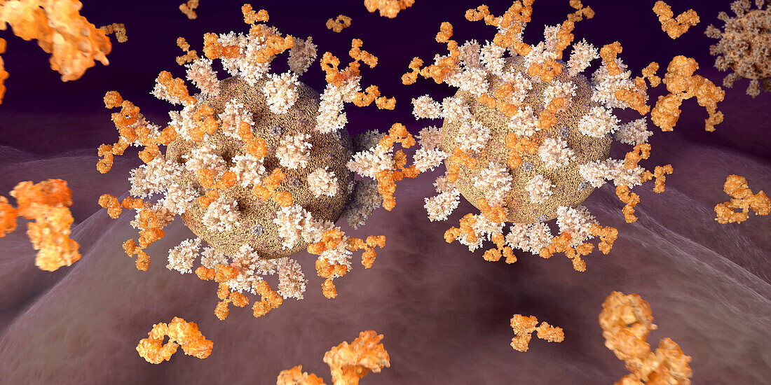 Antibodies binding to viruses, illustration