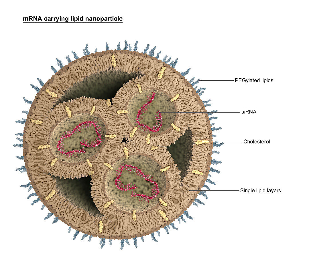 Lipid nanoparticle, illustration