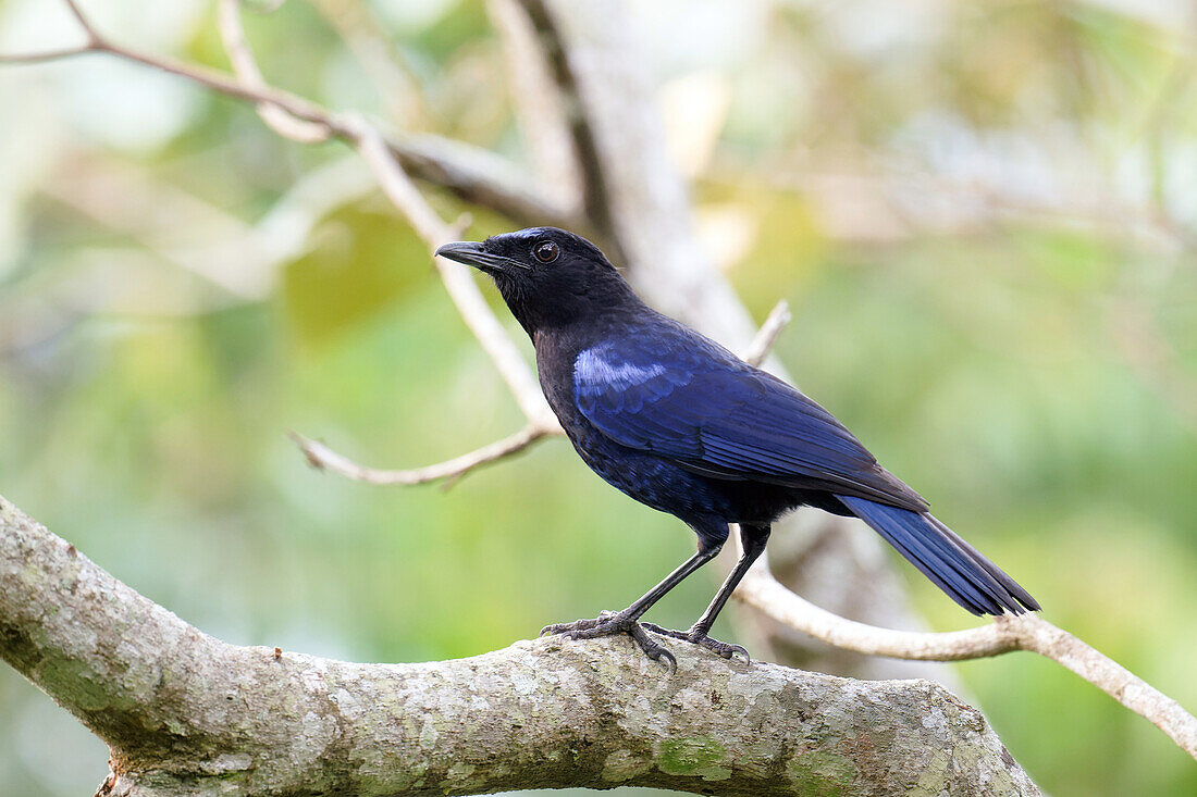 Malabar whistling thrush