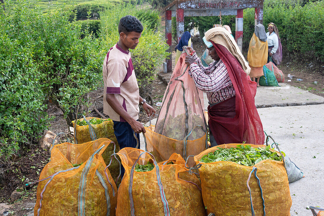 Tea harvest, Valparai, Tamil Nadu, India