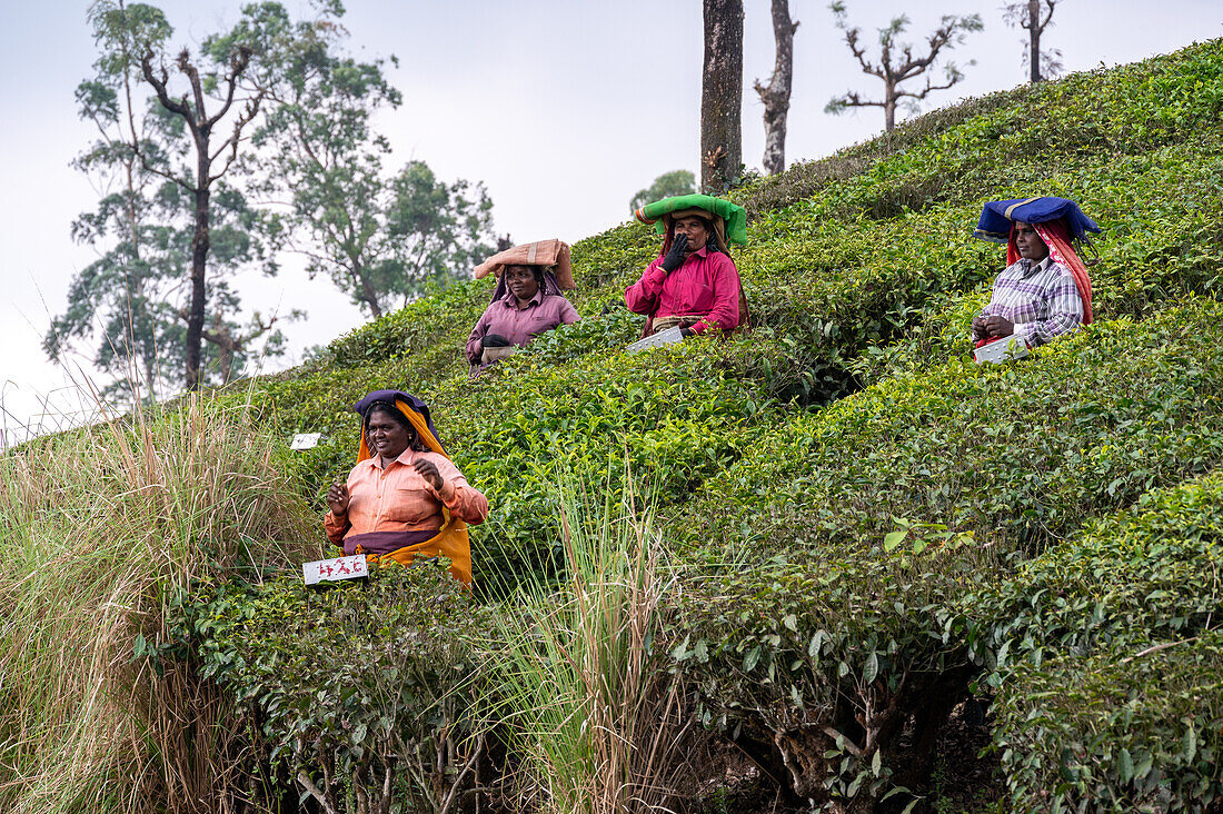 Tea plantation, Valparai, Tamil Nadu, India