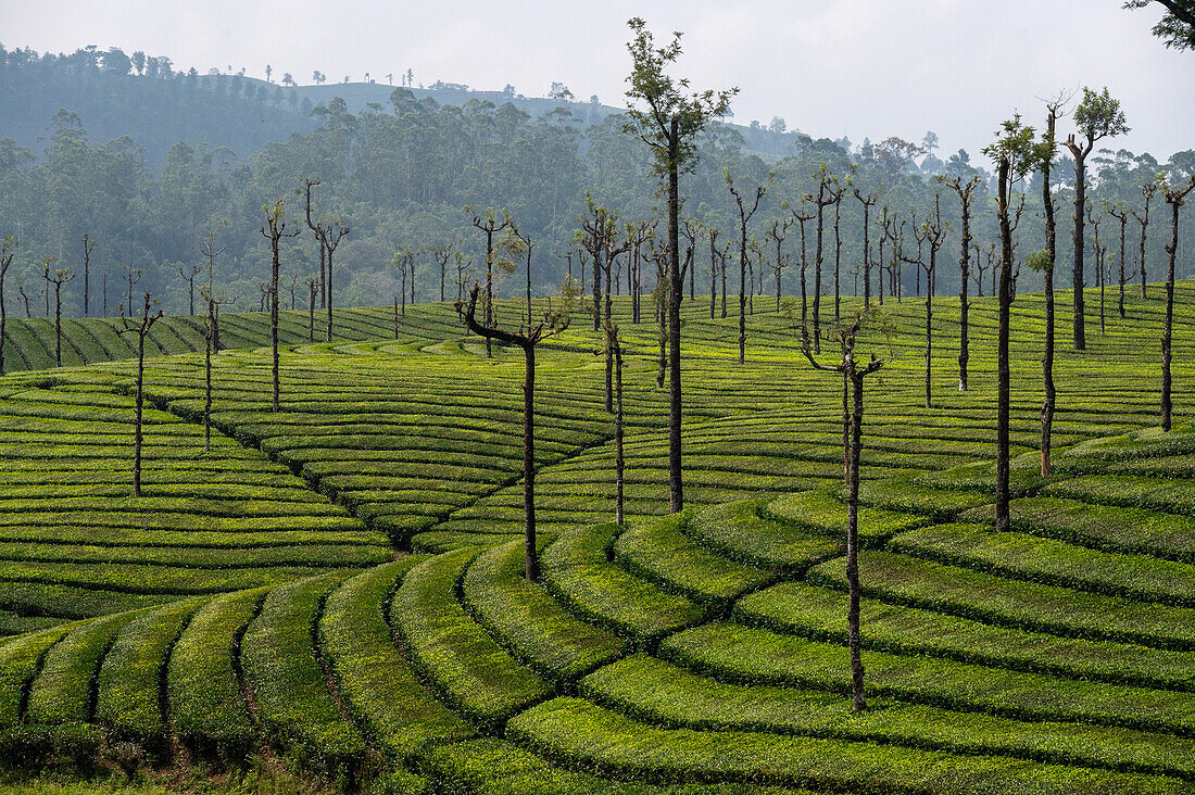 Tea plantation, Valparai, Tamil Nadu, India