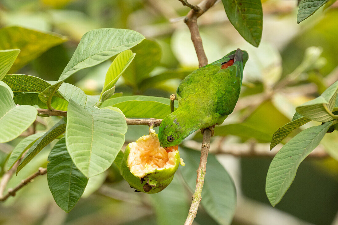 Vernal hanging parrot