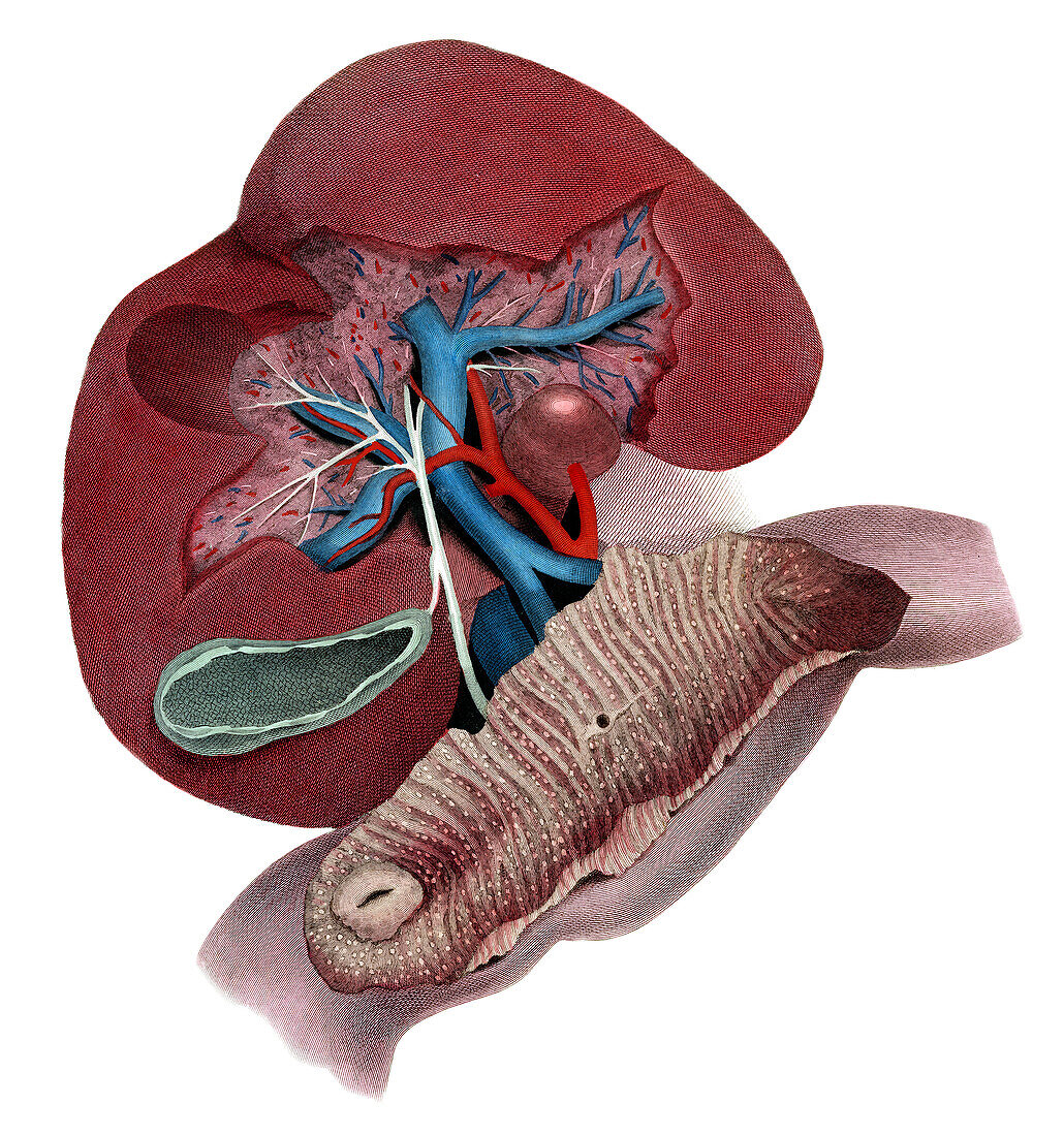 Abdominal organs, illustration