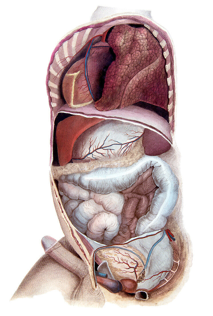 Thorax and abdomen, illustration
