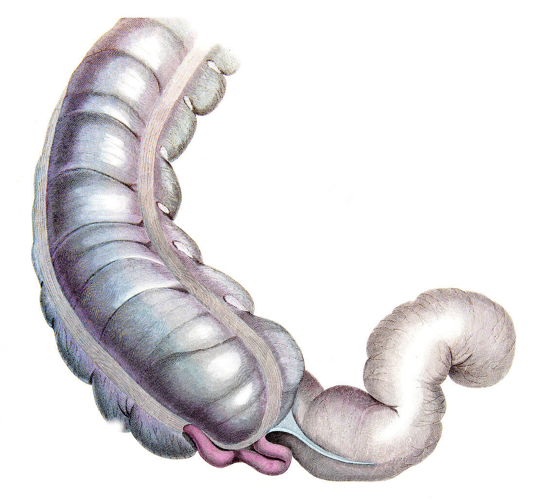 Caecum and colon, illustration