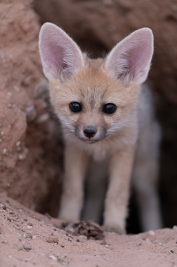 Cape fox pup at the den