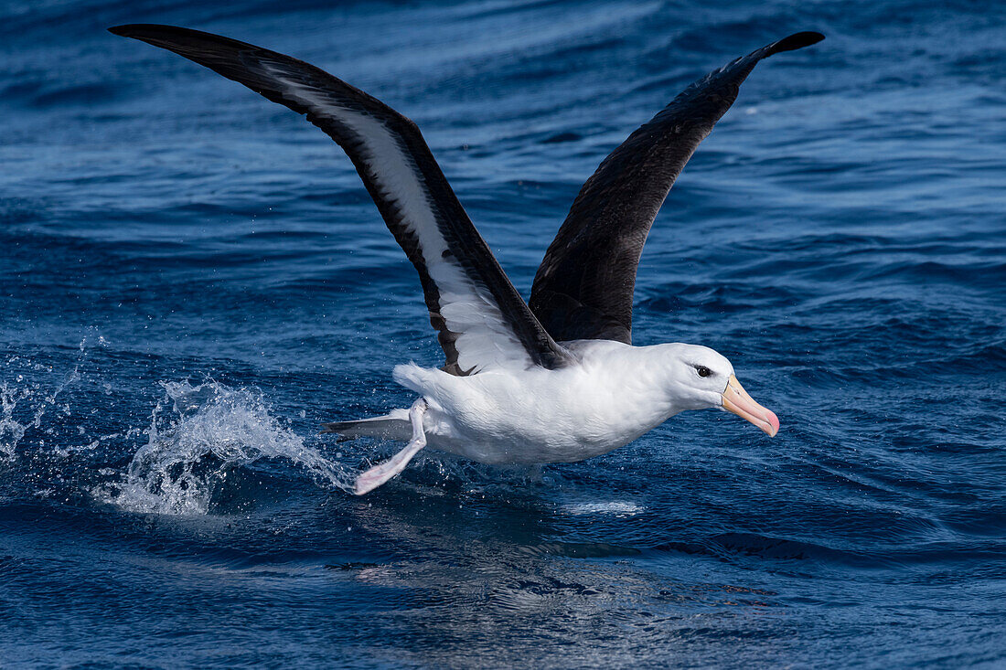 Black-browed albatross taking off