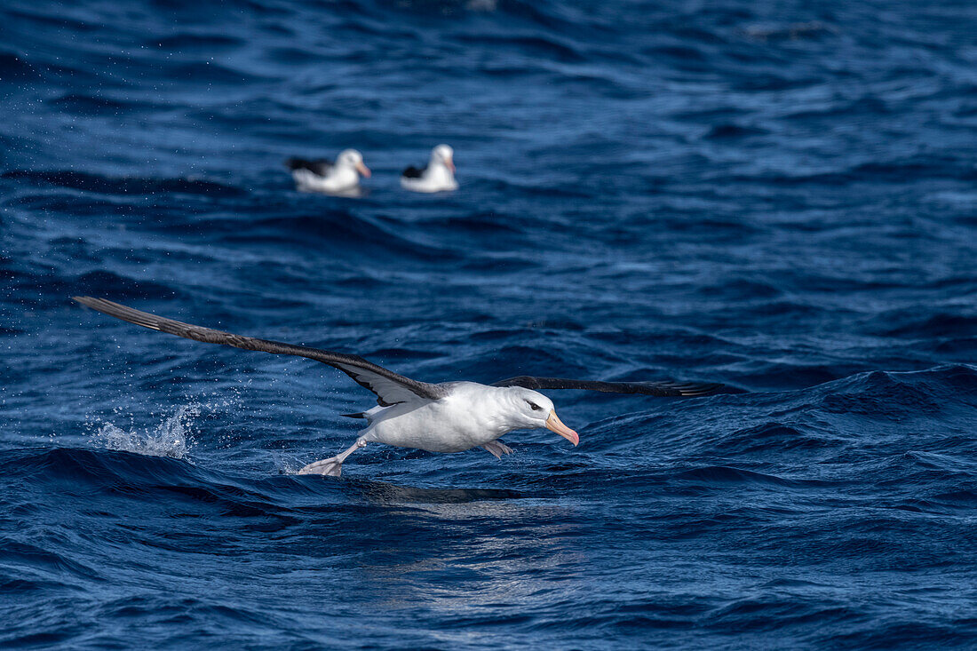 Shy albatross taking off