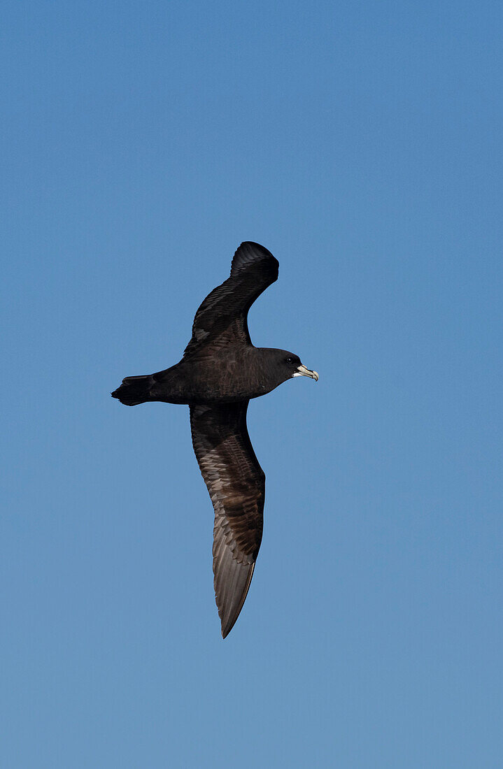 White-chinned petrel in flight