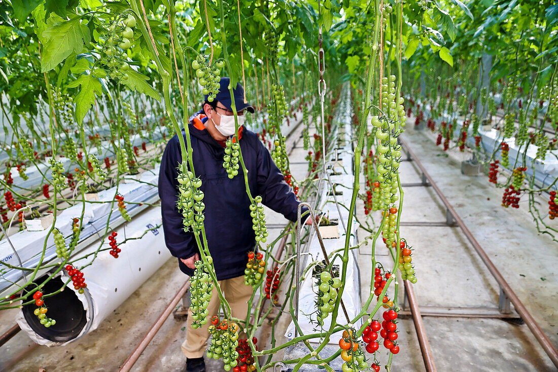 Hydroponic tomatoes growing in Fukushima, Japan