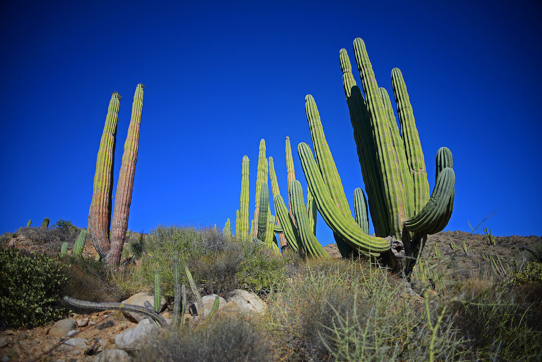 Large Mexican giant cardon cactus