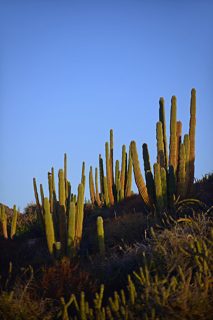 Mexican giant cardon cacti