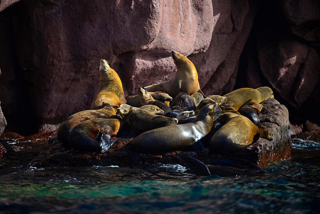California sea lions in Baja California Sur, Mexico