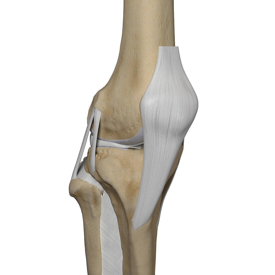 Human knee, illustration