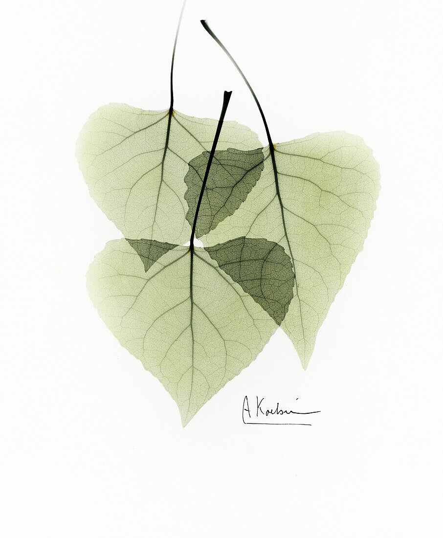 Aspen leaves (Populus tremula), X-ray