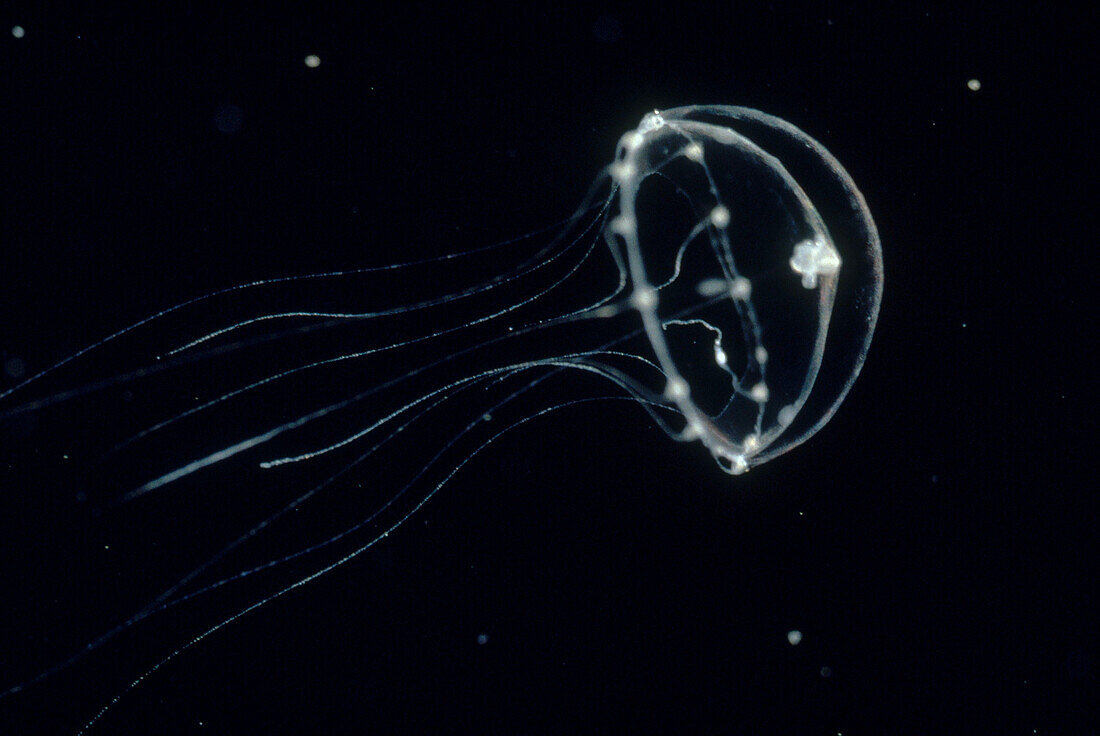 Clytia hemisphaerica medusa
