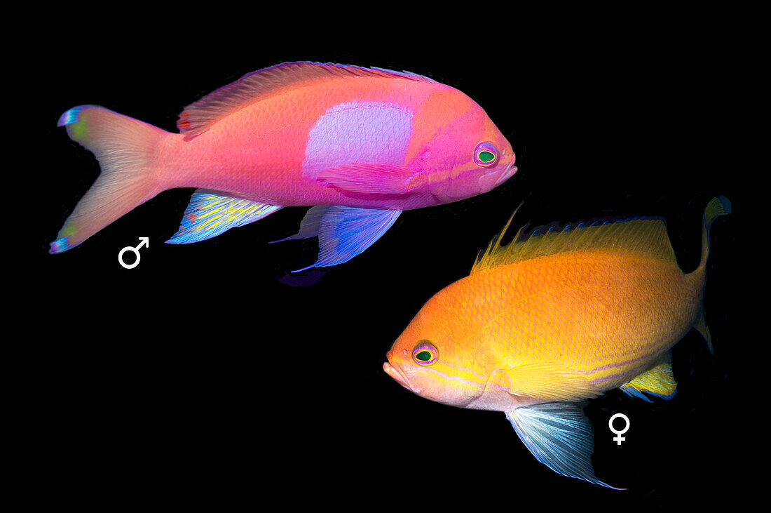 Male and female square-spot anthias