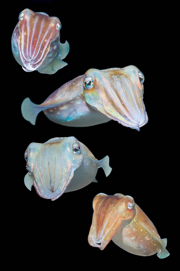 Broadclub cuttlefish