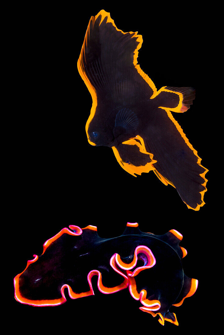 Juvenile pinnate batfish and a lightning flatworm
