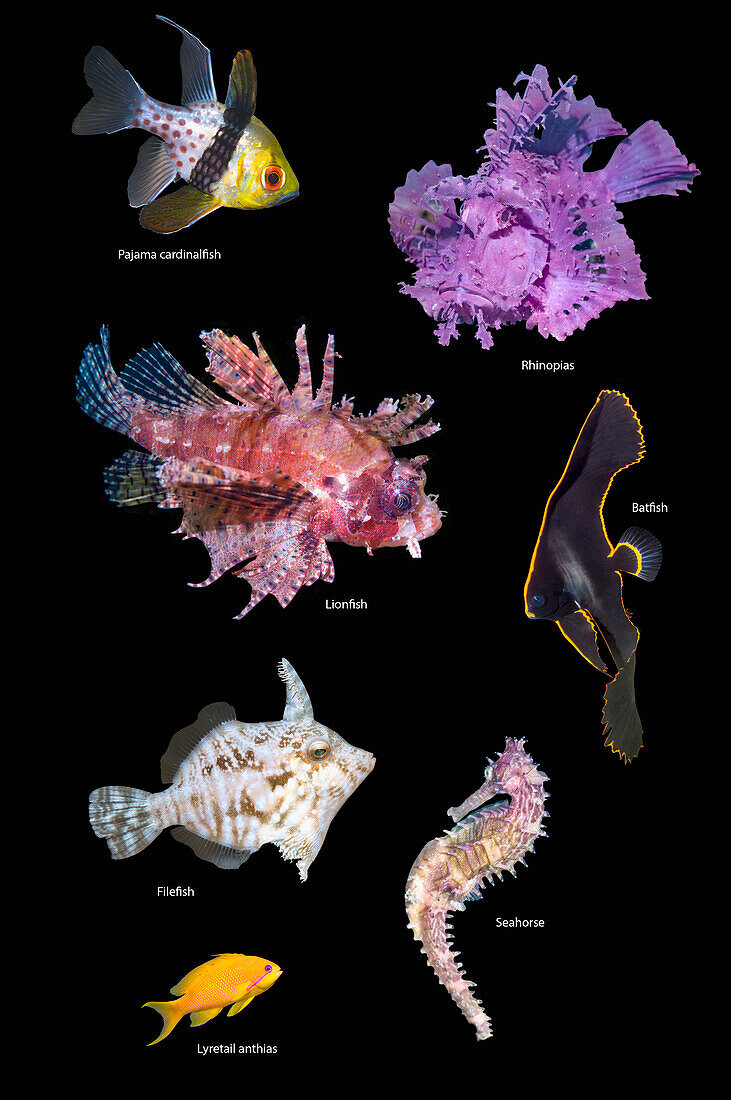 Tropical fish, composite image