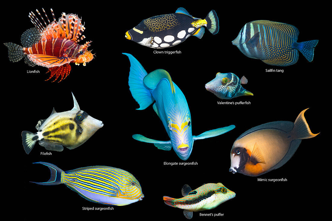 Tropical reef fish, composite image
