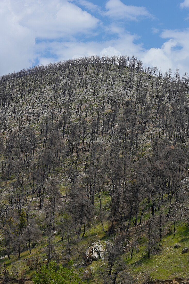 Fire damaged trees, Greece