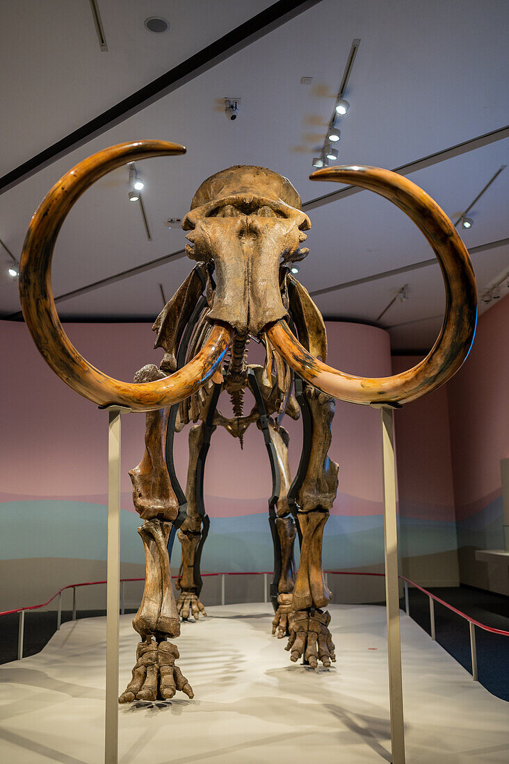 Woolly mammoth found in Western Siberia