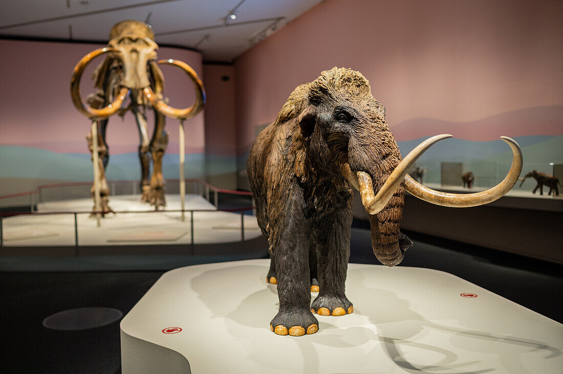 Mammoth exhibition at CaixaForum Zaragoza, Spain