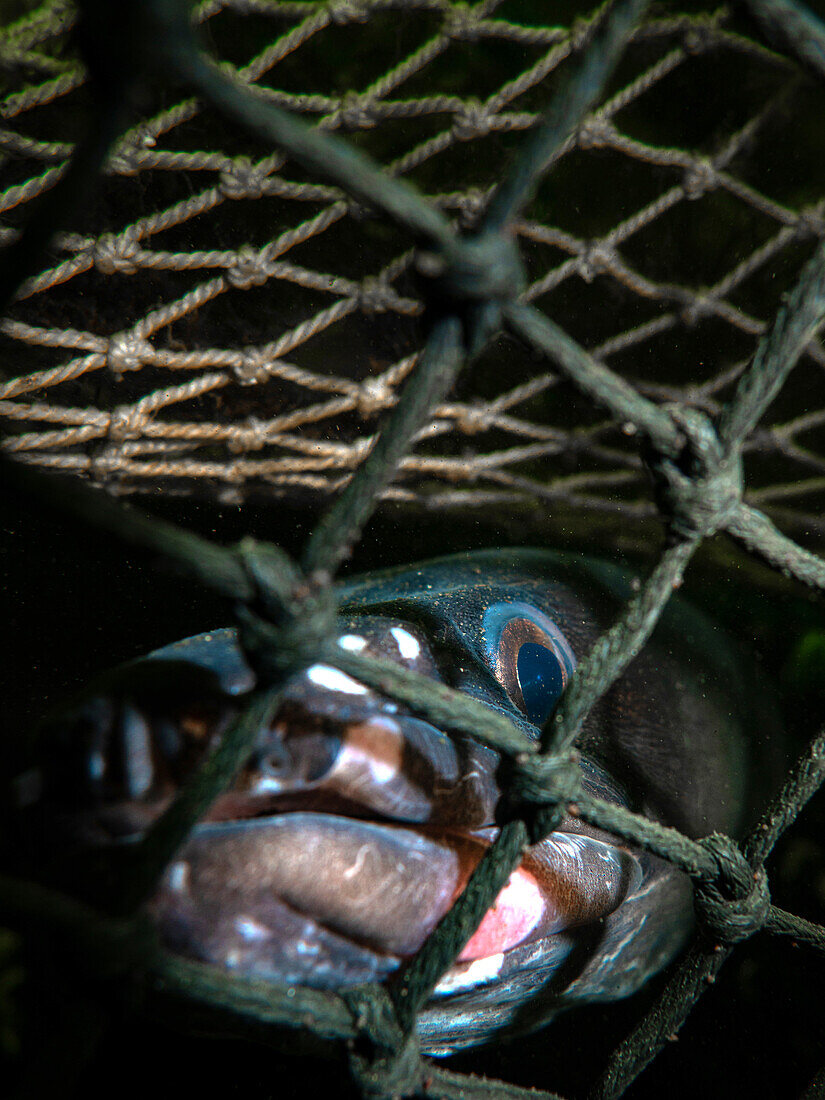 Conger eel trapped in a lobster pot