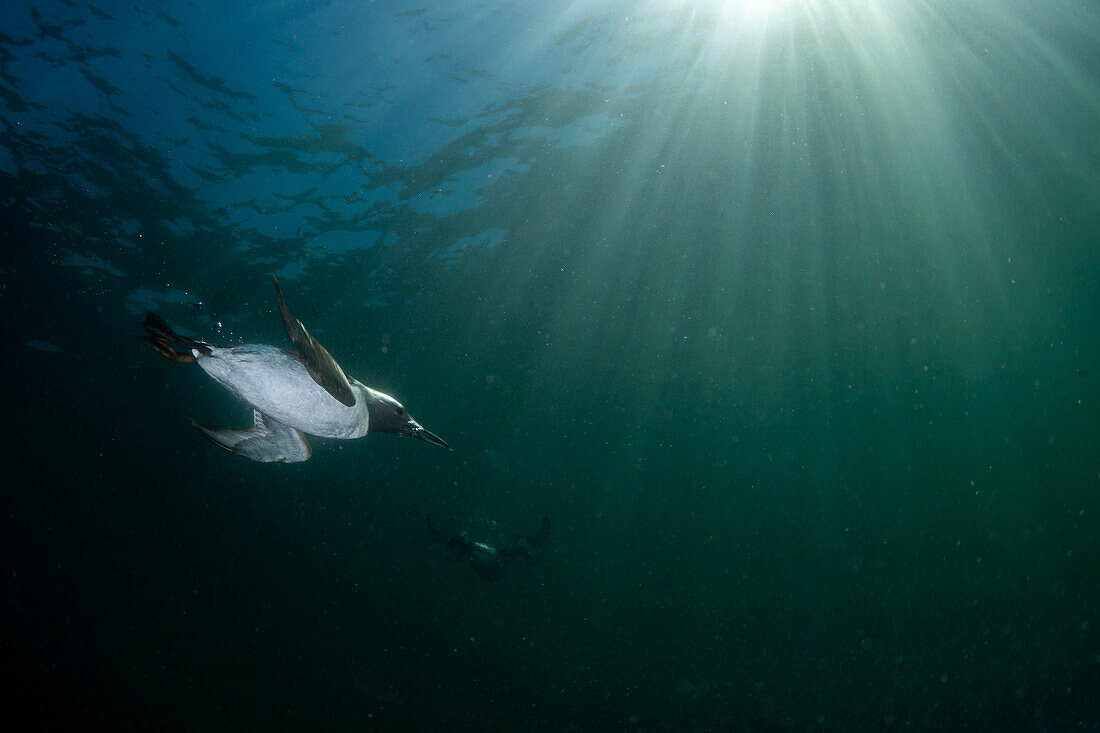Guillemot underwater at St Abbs, Scotland with sunlight