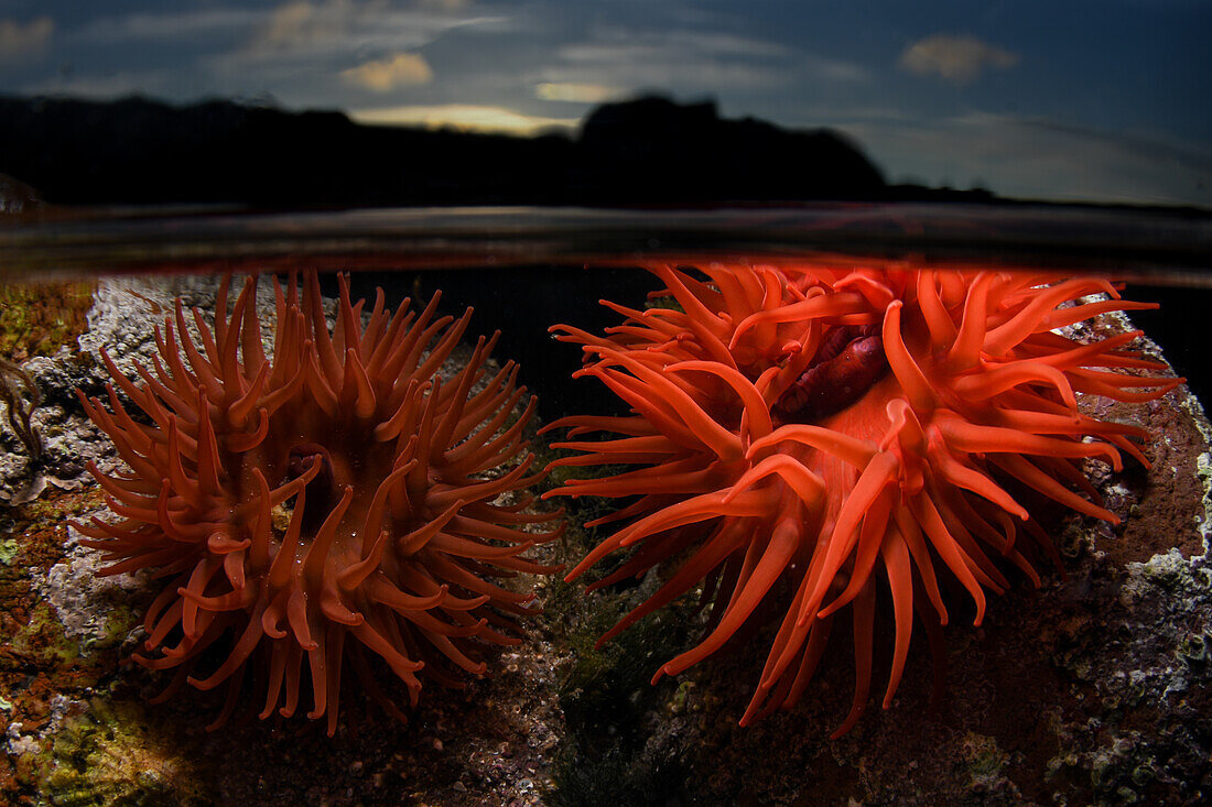 Beadlet anemones in a rockpool with sunset