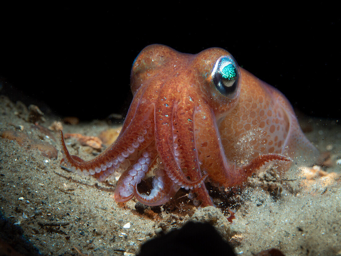 Bobtail squid burrowing in the sand