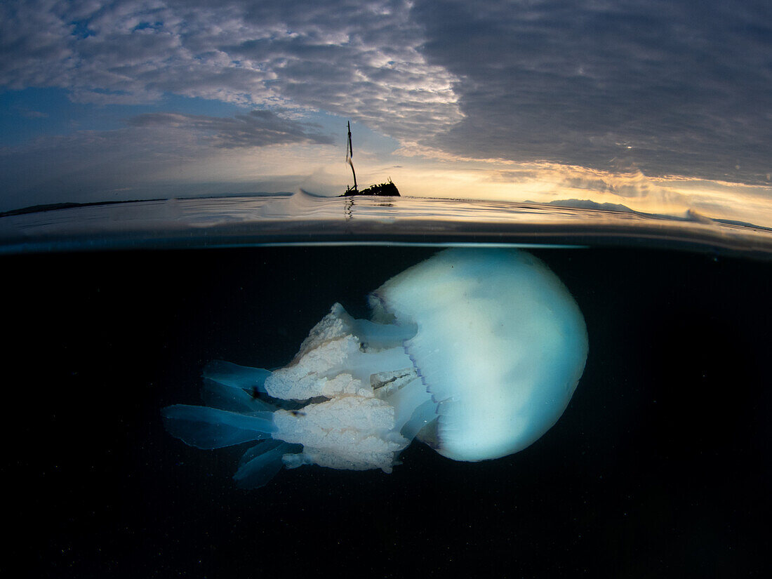 Barrel jellyfish and the wreck of a steam ship