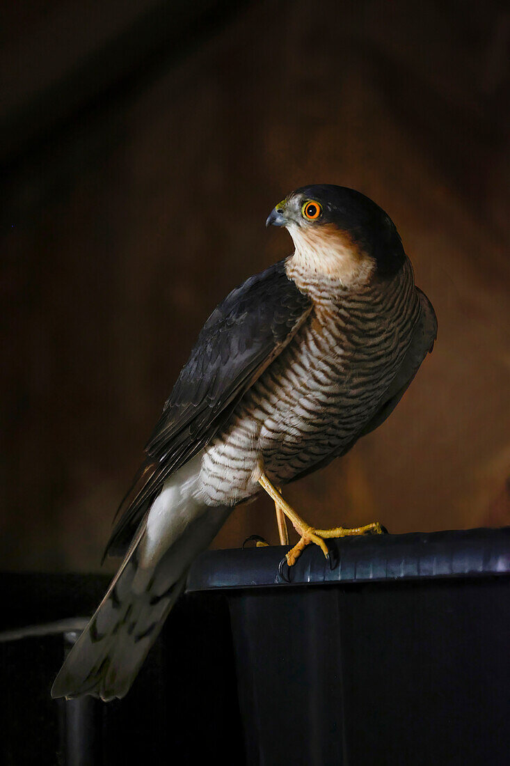Adult male sparrowhawk